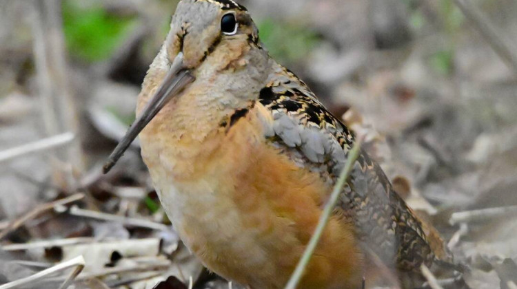 Shelby County first in Indiana to receive Bird Town designation