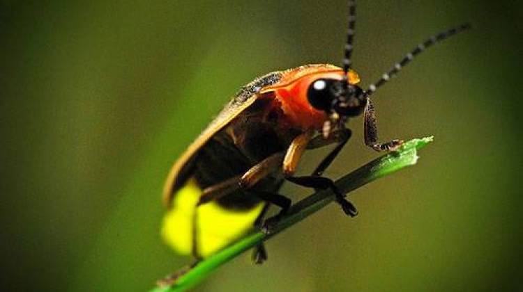 Students at West Lafayette's Cumberland Elementary School sent state Sen. Ron Alting more than 800 postcards and letters seeking his help in their firefly mission. - file photo