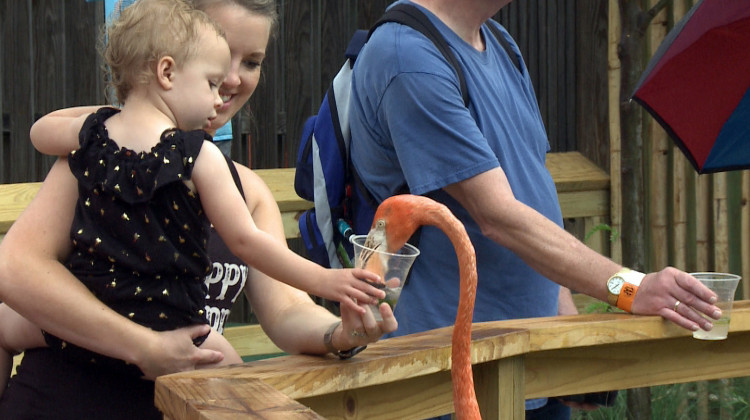 Indianapolis Zoo Offers Chance To Brighten A Flamingo's Day