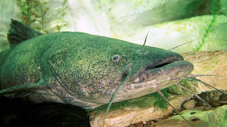 The new rules also limit the number of large channel catfish, blue catfish and flathead catfish (seen here) that anglers can take per day.