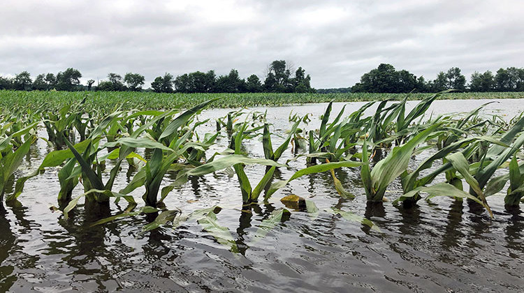 Flooded corn fields like this one in Jackson County are a common sight throughout the state. - Brock Turner/WFIU-WTIU News