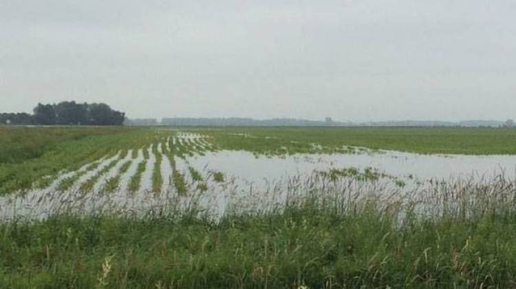 Many farm fields, like this one in northern Indiana, have been swamped by heavy rains this summer. - Leigh DeNoon