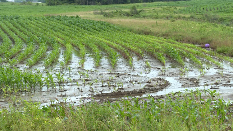 A flooded farm field.  - FILE PHOTO: WTIU