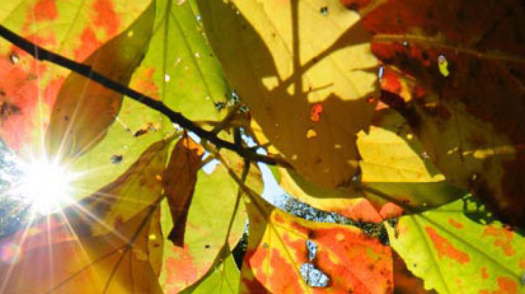 Yellowwood State Forest  - Indiana Department of Natural Resources