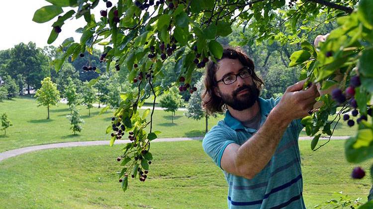Greg Monzel, an urban foraging hobbyist, picks berries from Brookside Park on Indianapolis' east side. - Ryan Delaney/WFYI