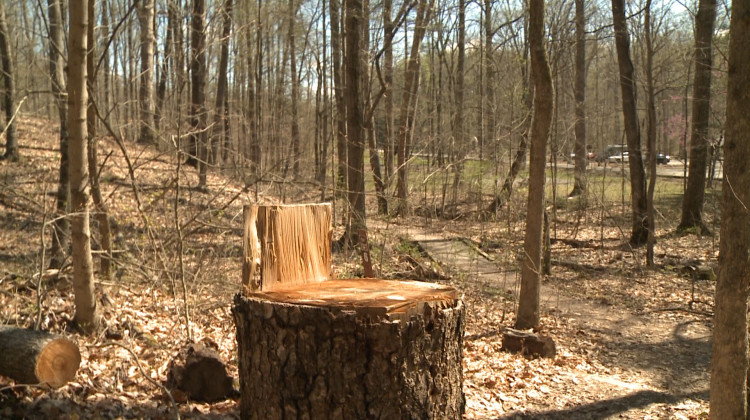 Survey: Indiana Approaches Forestry Like Other Professionals In North America