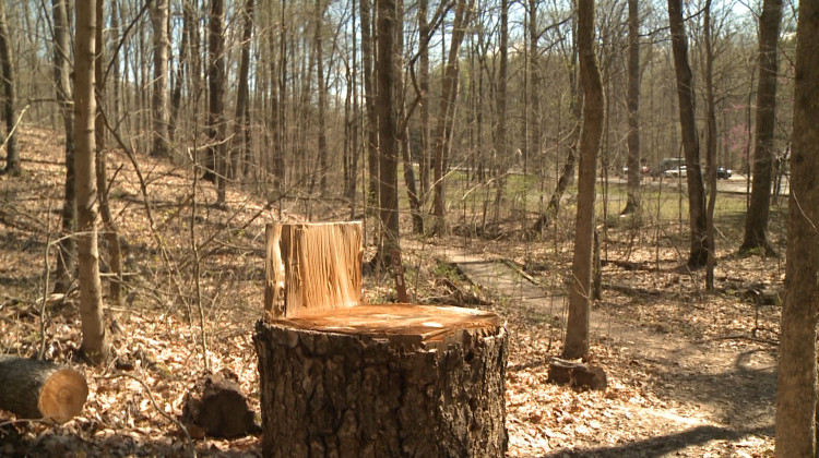 The Jackson-Washington State Forest near Brownstown. - FILE PHOTO: Tyler Lake/WTIU