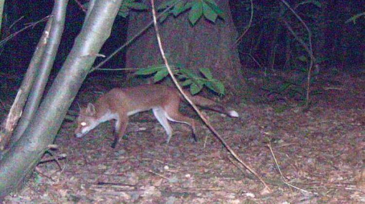 DNR Seeks Volunteers To Use Cameras To Gather Wildlife Info