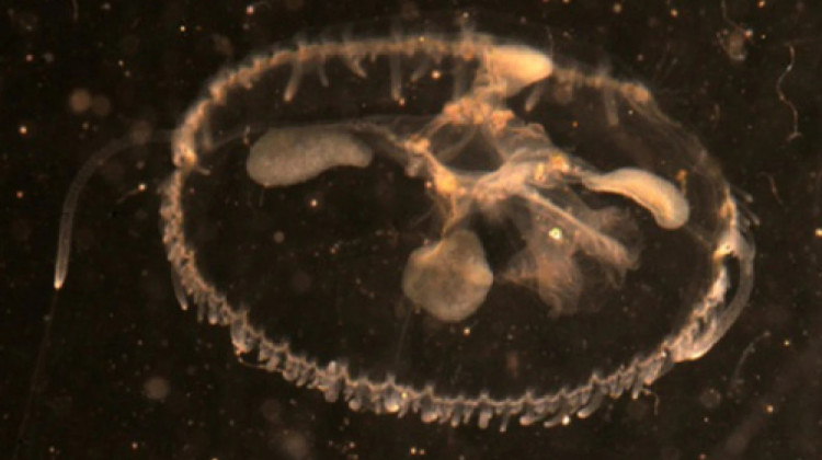 The surprising freshwater jellyfish species that calls Indiana home