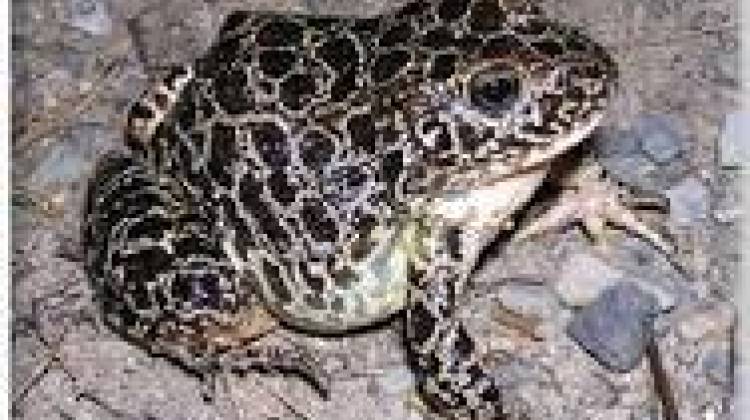 Crawfish Frog Project Gives Species A Jumpstart