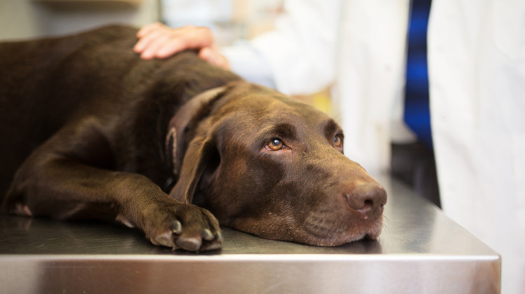 Veterinarians say fears about 'mystery' dog illness may be overblown. Here's why