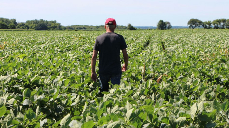 On Sept. 4, the Agriculture Department will accept applications from farmers who produce corn, cotton, dairy, hogs, sorghum, soybeans and wheat â€” products hit by retaliatory tariffs after the U.S. imposed a levy on $34 billion worth of Chinese imports. Last month, farmer Terry Davidson walked through his soy fields in Harvard, Ill. - Nova Safo/AFP/Getty Images