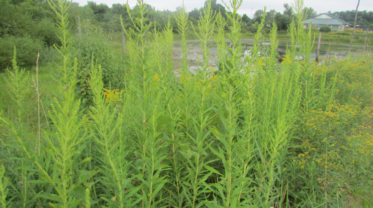 Chris Light / Wikimedia Commons - A plant many people are allergic to, ragweed, sits in a neighborhood outside of Valparaiso.