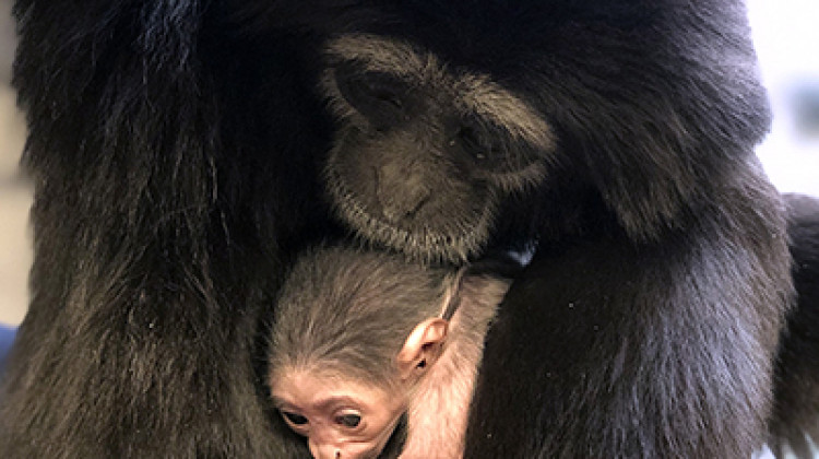 Indy Zoo Welcomes Baby Gibbon