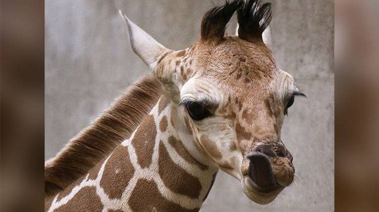 The Indianapolis Zoo is turning to Facebook and the public to choose a name for a baby giraffe born at the zoo Jan. 9.  - Carla Knapp/Indianapolis Zoo