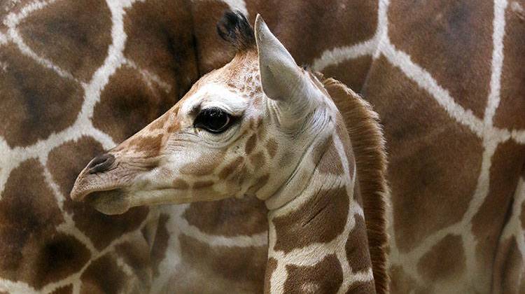 The Indianapolis Zoo announced Monday that its giraffe calf will be named Mshangao, which is Swahili for "amazement" or "surprise." - Carla Knapp/Indianapolis Zoo