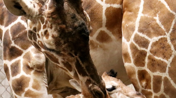 Makena is the Indy Zoo's first female Giraffe calf since 2000. - Courtesy Indianapolis Zoo