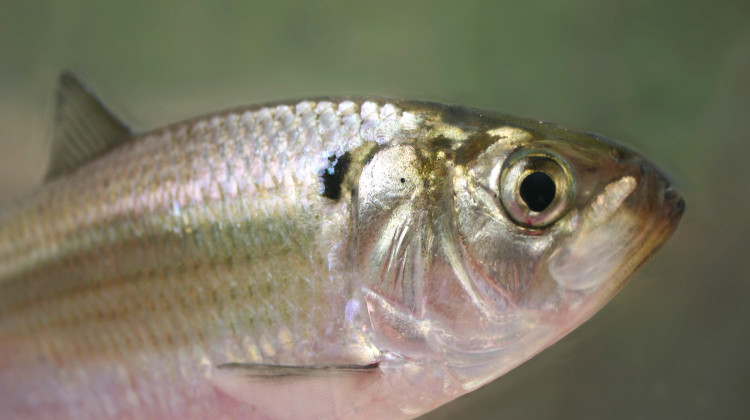 Study: More Forests, Fewer Farms Led To More Ohio River Fish
