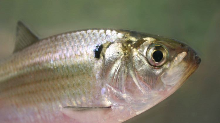 Though the amount of gizzard shad, pictured here, decreased in the Wabash River over the past 60 years, it's numbers stayed about the same in the Ohio River, Mark Pyron says. - Brian Gratwicke/Wikimedia Commons