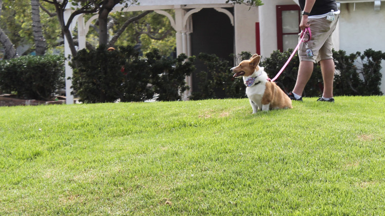 Senate panel advances bill to overrule local bans on dog sales at pet stores