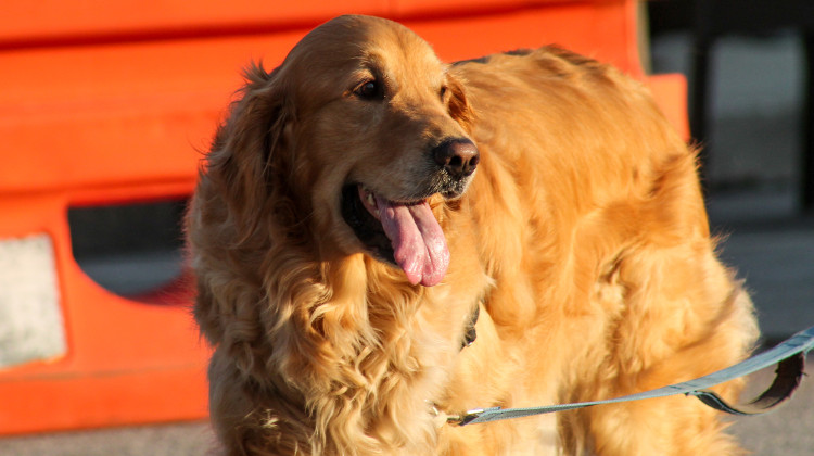 Dog breeders and brokers must meet canine care certification standards developed by Purdue University under legislation signed into law by the governor. Those rules do not apply to small operations. - Lauren Chapman/IPB News