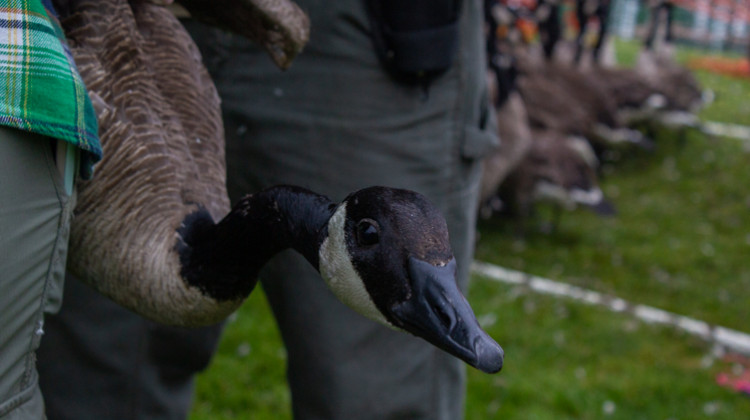 Researchers at Ball State University and Franklin College are surveying Canada geese populations in the Indianapolis area. - Evan Robbins/WFYI