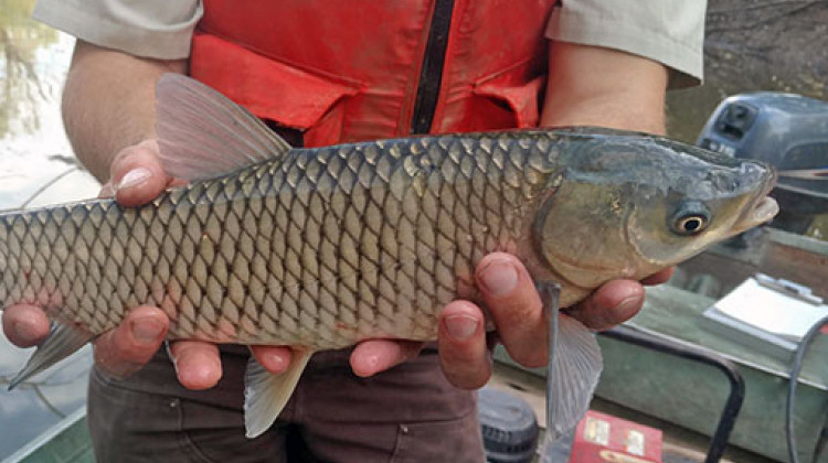 Asian Carp Reproducing In Lake Erie Threaten Great Lakes Invasion - U.S. Fish and Wildlife Service