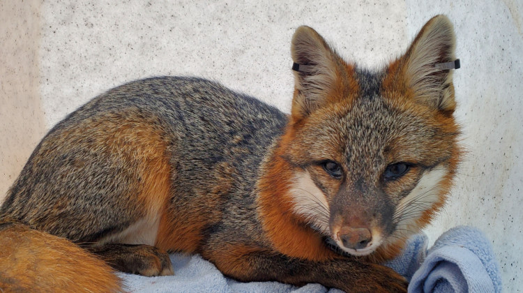 Gray Fox Research Examines Decreasing Population