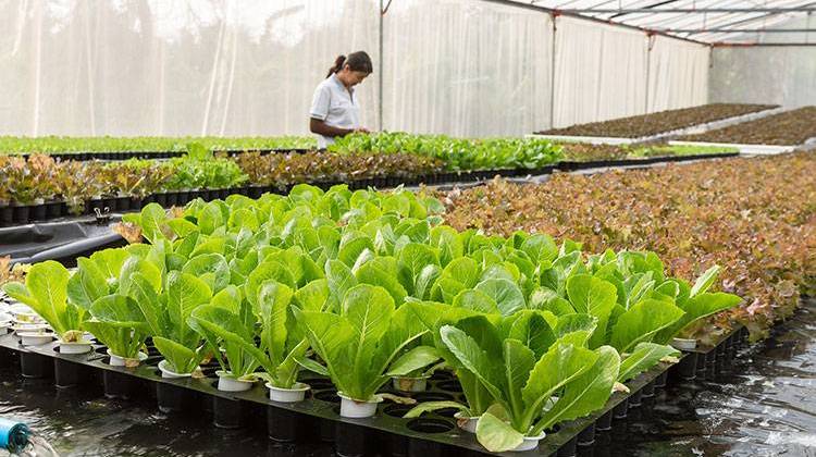 Young Women Invited To Agriculture Forum In Northern Indiana