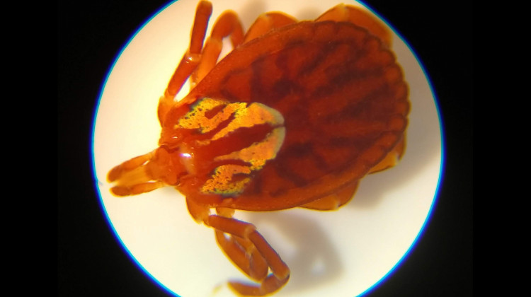 A female Gulf Coast tick. - (Courtesy of Project Vector Shield)