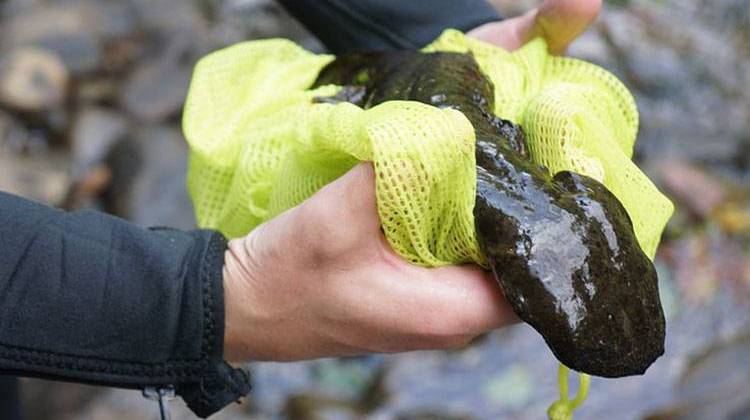 A researcher holds a hellbender salamander. - Gary Peeples/USFWS