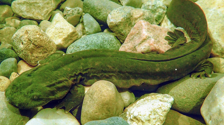 For the first time in decades, biologists with the Indiana Department of Natural Resources have spotted a young hellbender along southern Indiana’s Blue River.  - FILE PHOTO: An adult Eastern hellbender salamander. Courtesy of the Williams Lab/Purdue University Department of Forestry and Natural Resources