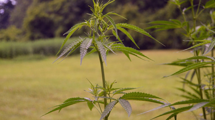 Hemp plant - Pixabay/public domain