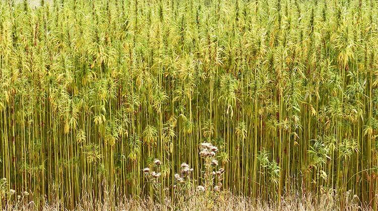 Commercial hemp cultivation remains illegal in Indiana for now, but a state law changed last year permits hemp research. - Adrian Cable, CC-BY-SA-2.0