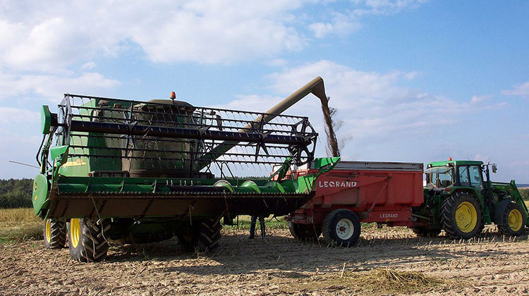 Industrial hemp harvest in Haute-Saône, France in September, 2004. - Aleks/CC-BY-SA-3.0