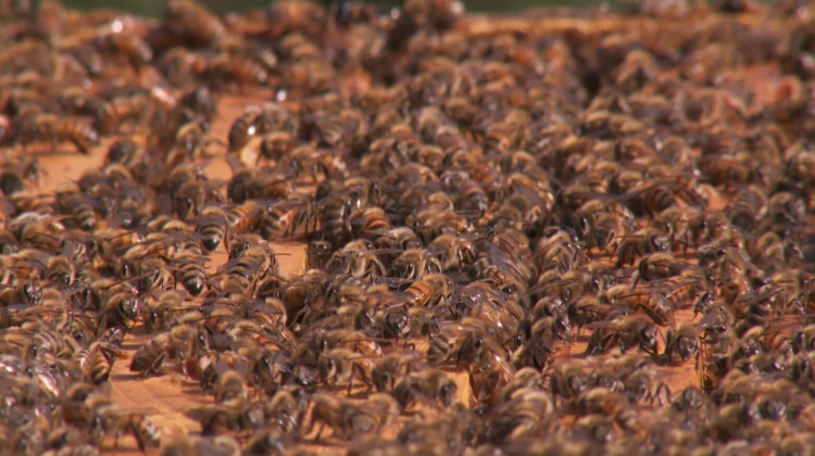 IU Study: Microbe In Guts Of Honey Bees Could Protect Hives From Fungal Diseases