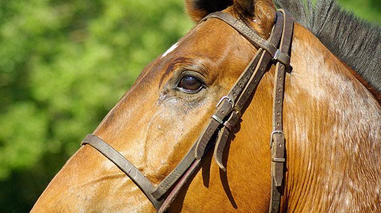 Purdue Planning $35 Million Hospital For Treating Horses