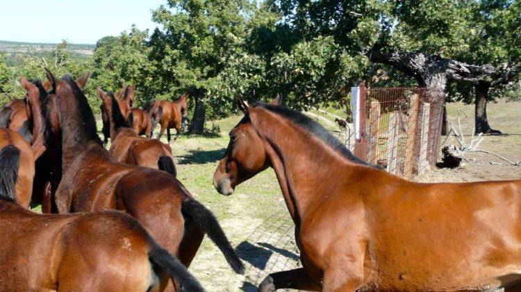 Rare Horses Released In Spain As Part Of 'Rewilding' Effort