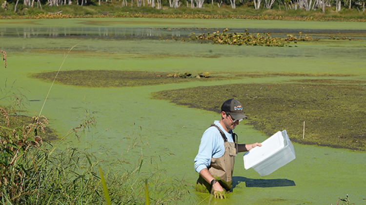 Purdue Universitys Tyler Hoskins in the field at the Purdue Wildlife Area. (Purdue Agricultural Communications photo/Tom Campbell) - Tom Campbell