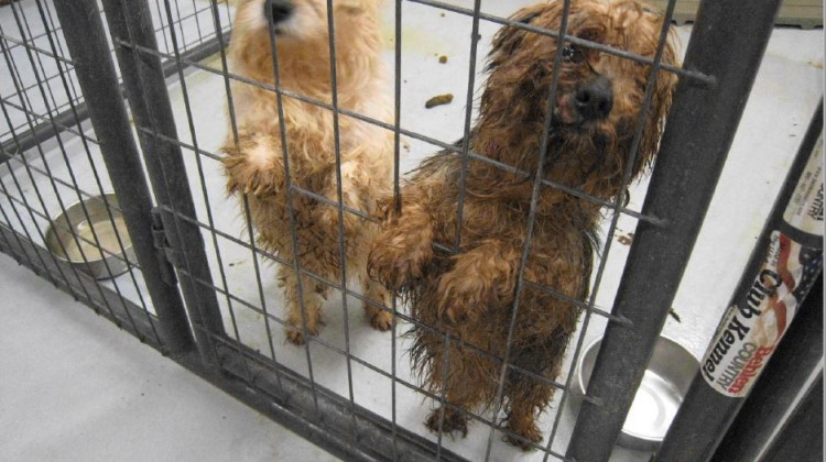 Indiana Listed In Humane Society's Horrible Hundred Report