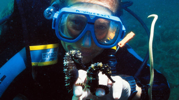 Amanda Vincent, who directs Project Seahorse at the University of British Columbia, was the first biologist to study seahorses in the wild, document their extensive trade and establish a project for their conservation. - Provided by the Indianapolis Zoo