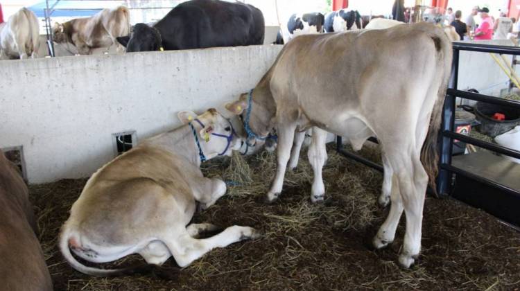 The law requires eggs, pork and veal sold in the Massachusetts to come from animals raised with room to lie down and turn around without touching an enclosure. - Annie Roepik/IPB News