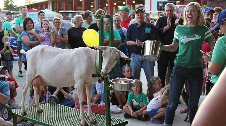 2015 State Fair Queen Mady Hayden, 20, fires up her hometown crowd at the Hendricks County Fair's celebrity goat-milking contest. - Annie Ropeik/Indiana Public Broadcasting