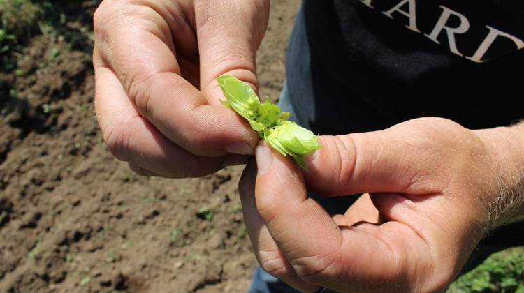 Steve Howe splits open a hop to reveal the resin inside, called lupulin, that gives beer its flavor - Annie Ropeik/Indiana Public Broadcasting