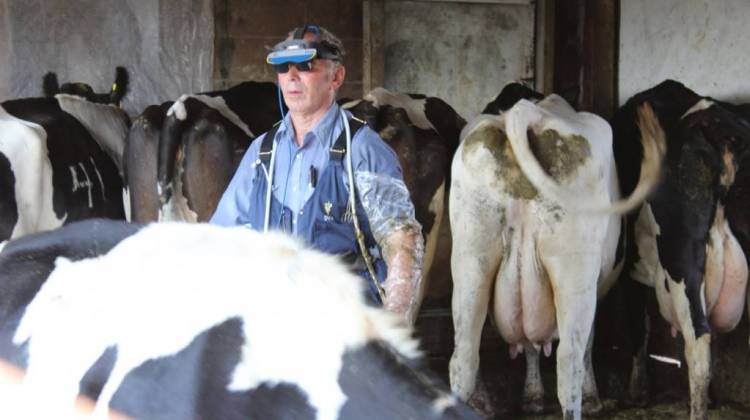 Farm veterinarian Tom Troxel performs ultrasounds on a herd of dairy cows in Pulaski County.  - Annie Ropeik/IPB