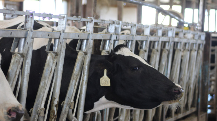 Testing by the U.S. Food and Drug Administration from April found that 20% of retail milk samples showed fragments of the H5N1 virus. But public health experts worry states just aren't doing enough surveillance to capture the real number of infections. - Ben Thorp / WFYI
