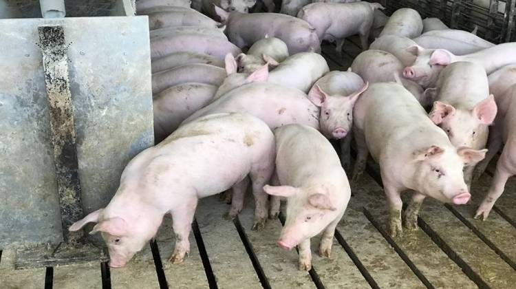 Pigs at Hill Farms in Hancock County look for feed. - Nick Janzen/IPB News