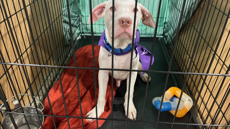 The IACS shelter has been able to reduce the number of animals by switching to emergency intake. - Jill Sheridan / WFYI