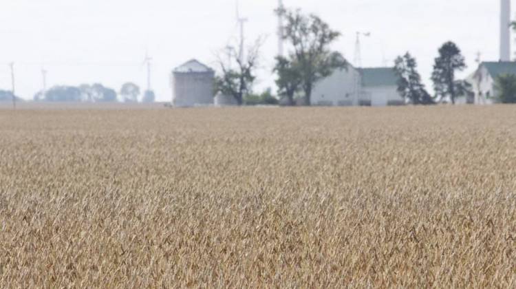 Soybeans awaited harvest in this White County field in early October. - Annie Ropeik/IPB News