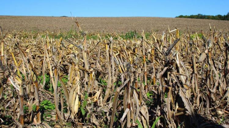 A cornfield in Putnam County is seen just after harvest. - Annie Ropeik/IPB News